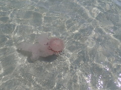 Chrysaora agulhensis