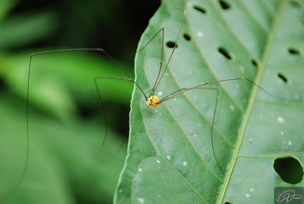 daddy longlegs