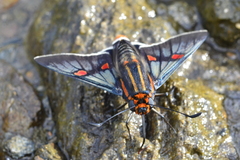 Amenis pionia