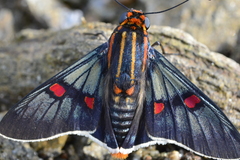 Amenis pionia