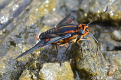 Amenis pionia