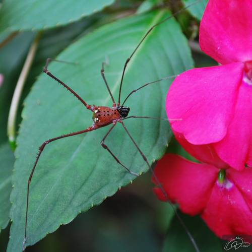 daddy longlegs