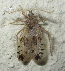Holoptilus