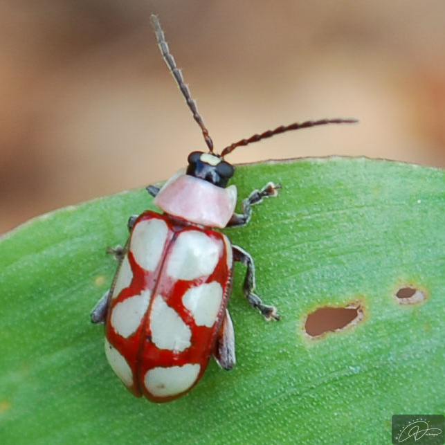 Omophoita magniguttis