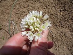 Allium howellii