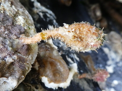 Boltenia villosa