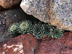 Moschopsis leyboldii
