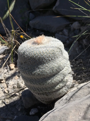 Epithelantha cryptica