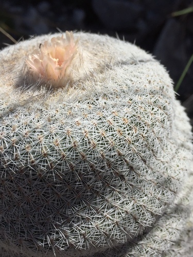 Epithelantha cryptica
