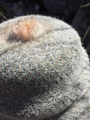 Epithelantha cryptica