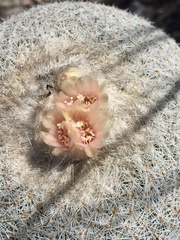 Epithelantha cryptica