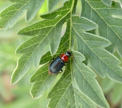 Collops tricolor