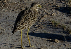 Burhinus capensis damarensis