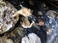 Boltenia villosa