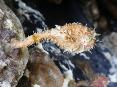 Boltenia villosa