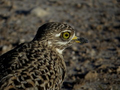 Burhinus capensis damarensis