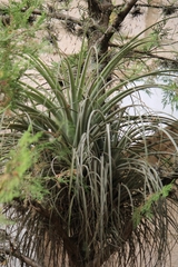 Tillandsia fasciculata