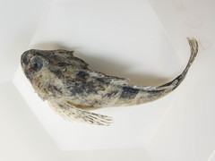 Myoxocephalus aenaeus