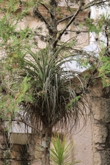Tillandsia fasciculata