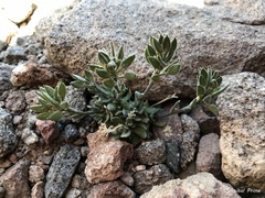 Draba magellanica