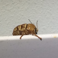 Cryptocephalus fulguratus