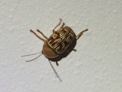 Cryptocephalus fulguratus