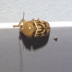 Cryptocephalus fulguratus