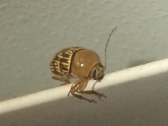 Cryptocephalus fulguratus