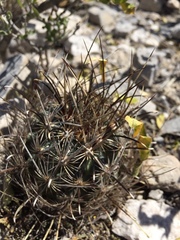 Ancistrocactus scheeri scheeri