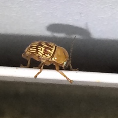 Cryptocephalus fulguratus