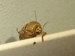 Cryptocephalus fulguratus