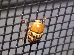 Cryptocephalus fulguratus