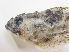 Myoxocephalus aenaeus