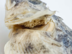 Myoxocephalus aenaeus