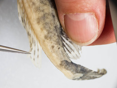 Myoxocephalus aenaeus