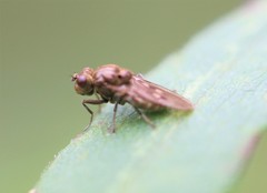 Scatella