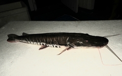 Pseudoplatystoma punctifer