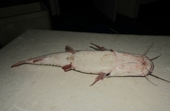 Pseudoplatystoma punctifer