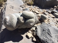 Epithelantha cryptica