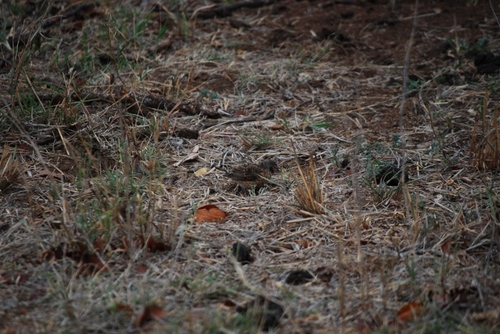 Cut-throat Finch (Amadina fasciata), photo 7