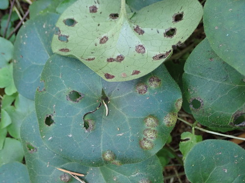 Puccinia asarina nuotrauka