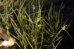Bolboschoenus maritimus paludosus