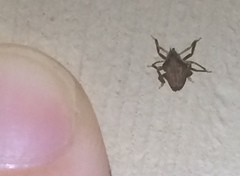 Rhynchomitra recurva