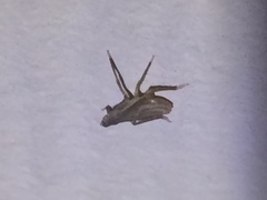 Rhynchomitra recurva