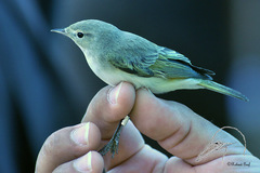 Phylloscopus orientalis