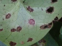 Puccinia asarina