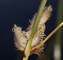 Bolboschoenus maritimus paludosus