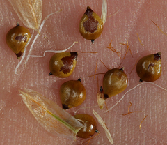 Bolboschoenus maritimus paludosus