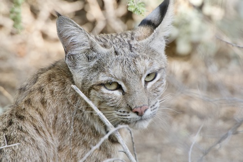 Bobcat photographed in Arizona