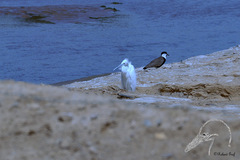 Egretta gularis